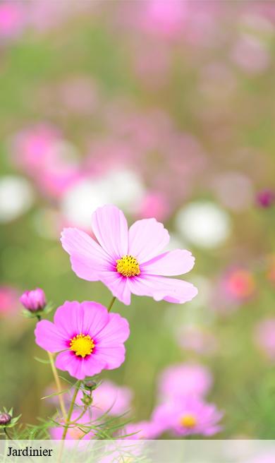 Jardinier  virlet-63330 Elagage multi services