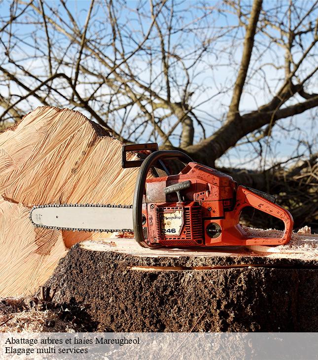 Abattage arbres et haies mareugheol-63340 Elagage multi services